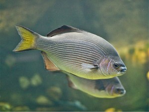 Striped Surfperch