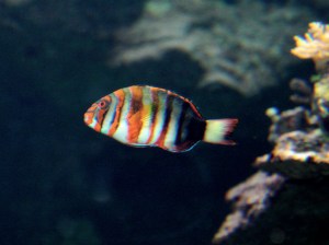 Harlequin Tuskfish Choerodon fasciatus3259507480_c96e99d734_b