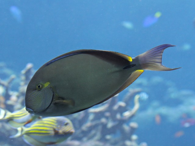 Ringtail Surgeonfish 4441603380_717ef654b8_b