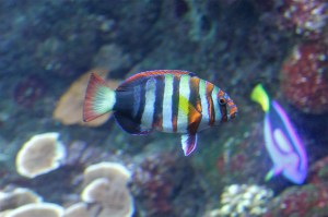 Harlequin Tuskfish