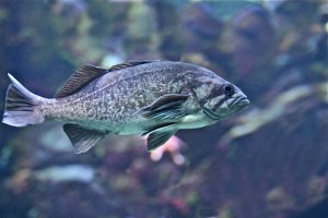 Blue Rockfish 7564777760_cd7b61b1ed_o