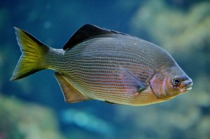 StripedSurfperch7640391302_460715e481_k