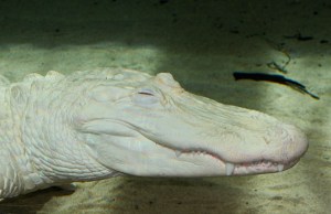 American Alligator  (male albino)&nbsp;IMG_6114