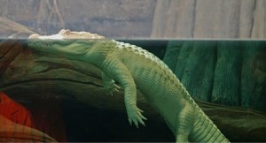 American Alligator  (male albino)&nbsp;IMG_6122