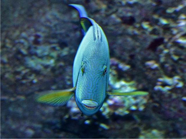 Ringtail Surgeonfish IMG_6375