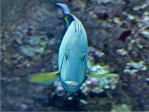 Ringtail Surgeonfish IMG_6375