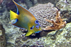Queen Angelfish IMG_6914