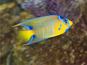 Queen Angelfish