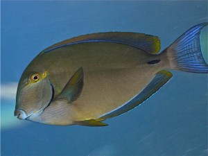 Ringtailsurgeonfish  Acanthurus blochiiI&nbsp;MG_0717