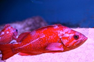 Vermillion Rockfish14785052061_32bfa35df5_o