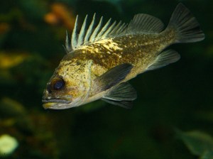 Quillback rockfish