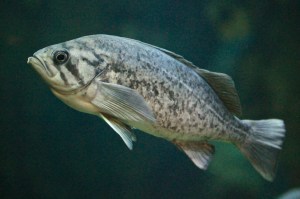 Sebastes mystinus4329897153_34929592a1_b