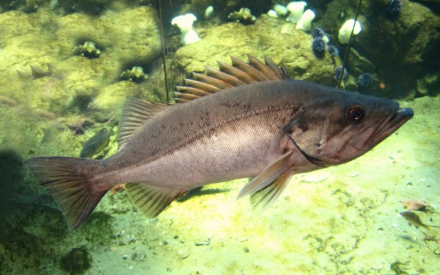 TAXONOMY Class: Actinopterygii (ray-finned fishes) Order: Scorpaeniformes (Scorpionfishes and flatheads) Family: Sebastidae (Rockfishes, rockcods and thornyheads) Genus/species: Sebastes paucispinis5426914107_560c411740_b