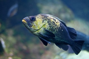 Quillback Rockfish