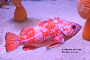 Vermilion Rockfish