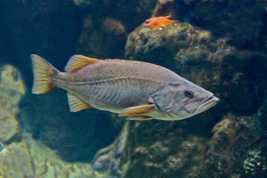 Bococcio rockfish Sebastes paucispinis&nbsp;IMG_6097