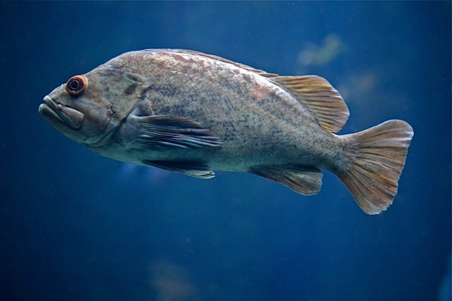 Brown Rockfish IMG_8136