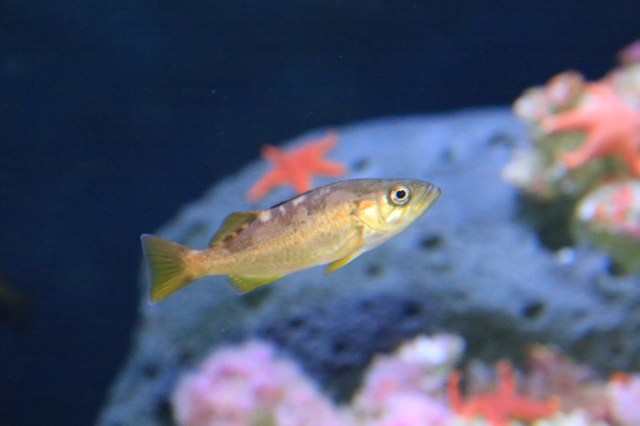 Juvenile YellowTail Rockfish14290356927_6f6345d4de_k