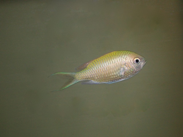 Blue -Green Chromis