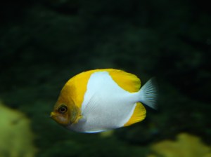 Pyramid Butterflyfish