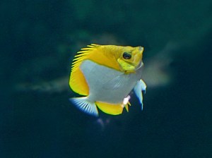 Pyramid Butterflyfish