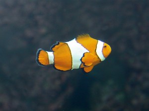 Common Clown Fish&nbsp;Nemo