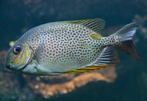 Orange-spotted Spinefoot