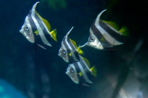 Bannerfish