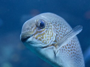 Orange-spotted spinefoot