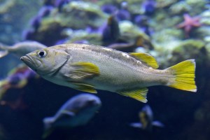 Yellowtail Rockfish