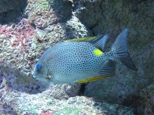 Orange-Spotted Spinefoot