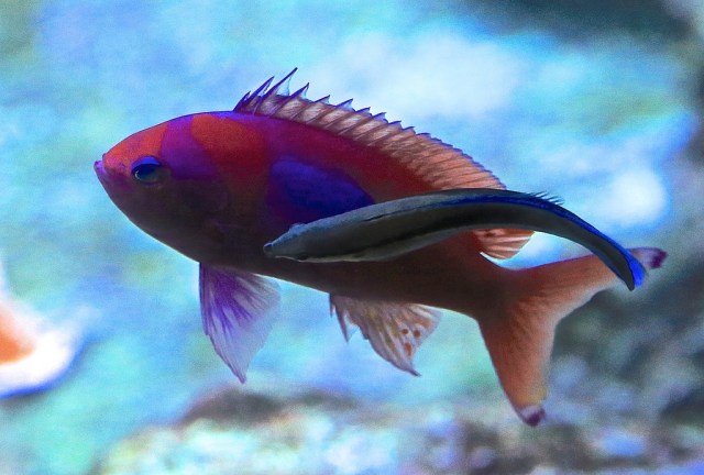 Cleaner Wrasse13298334135_9737aa3d26_b