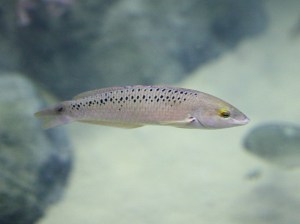 Rock Wrasse (female or immature male)  2972940984_0ce80884d9_b