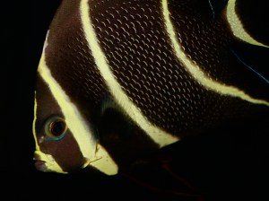 French Angelfish 2978697795_43dd8ba080_b