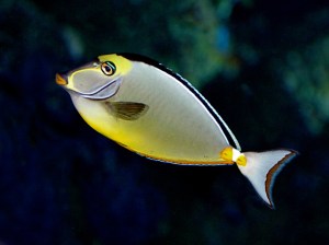Orangespine Unicornfish 2979734770_ddc1c5c395_b