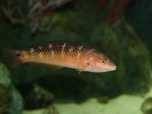 Rock Wrasse (female or immature male)  3995255809_8f686dbab8_b
