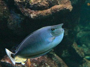 Spotted Unicornfish  4104763736_accdc66e7c_b