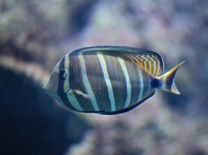 Pacific Sailfin Tang 4330622618_b8430a1bc1_o