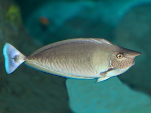 Spotted Unicornfish 4332770529_822960b68d_b