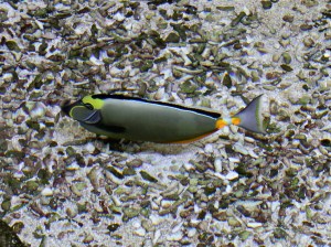 Orangespine Unicornfish 4405903500_012af73f96_b