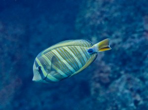 Pacific Sailfin Tang  4714776743_e2ccf2e179_b