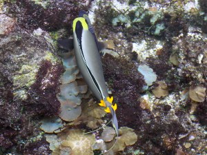 Orangespine Unicornfish 5060910129_16718d4a5a_o