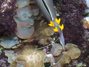 Orangespine Unicornfish 5060910129_16718d4a5a_o