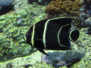 French Angelfish  8191240857_47afc3e575_b