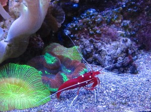 Fire Shrimp  8191241555_5f01109798_b