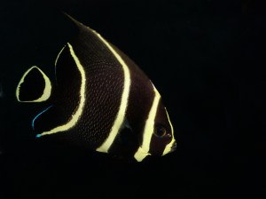 French Angelfish 8192327258_2ee51d0e7a_b