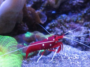 Fire Blood Shrimp 8192327370_19b1f24940_b