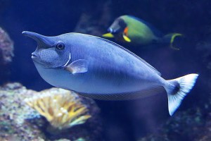 Spotted Unicornfish8456762189_54dfc94f65_k
