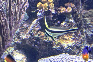 Jack-knifefish 8192329552_e21e976675_o