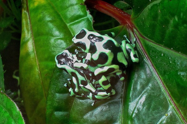 Green and black poison dart frog16461015440_7dab815173_k